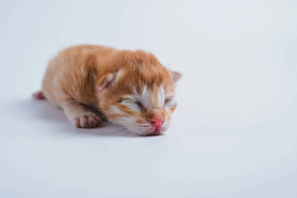 Neugeborene Kätzchen Schlafen Auf Weißem Hintergrund — Stockfoto