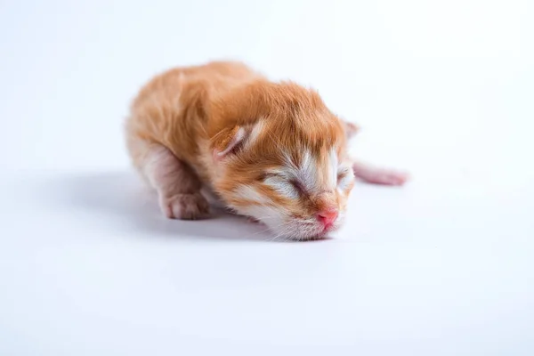 Newborn Kittens Sleeping White Background — Stock Photo, Image