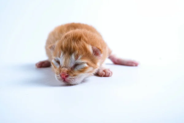 Gatinhos Recém Nascidos Estão Dormindo Fundo Branco — Fotografia de Stock