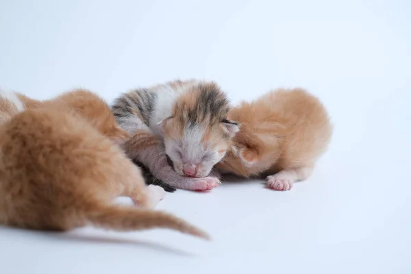 Gatinhos Recém Nascidos Estão Dormindo Fundo Branco — Fotografia de Stock