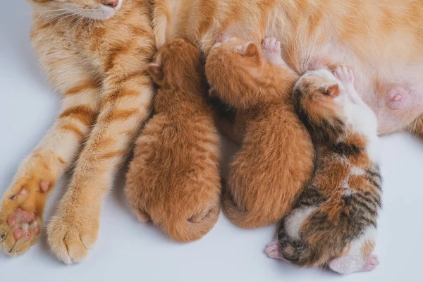 Gatinhos Recém Nascidos Bebem Leite Sua Mãe Contra Fundo Branco — Fotografia de Stock