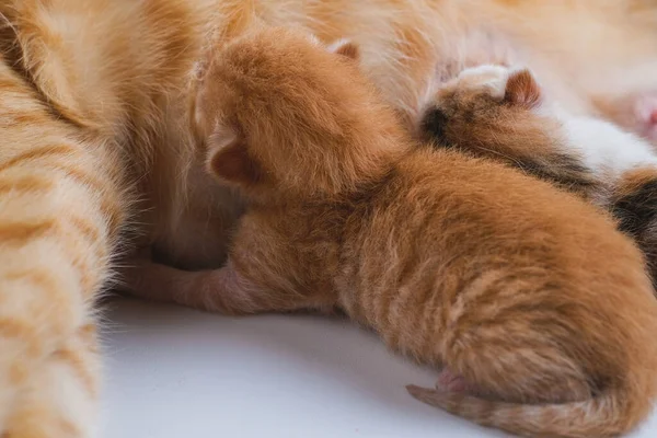 Newborn Kittens Drink Mother Milk White Background — Stock Photo, Image