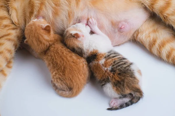 Gatinhos Recém Nascidos Bebem Leite Sua Mãe Contra Fundo Branco — Fotografia de Stock