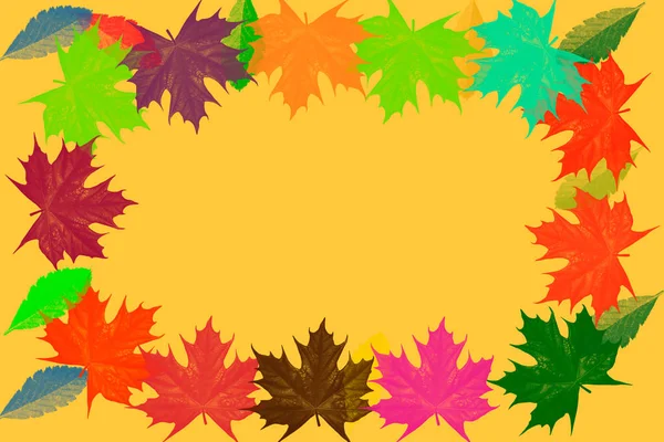Podzim, pozadí barevných javorových listů, opět škola, javorový list, podzimní podzim listí ze stromů — Stock fotografie