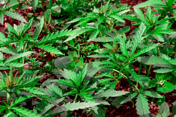 Молодые листья марихуаны, конопли. Плантация марихуаны. молодые порции конопли. медицина . — стоковое фото