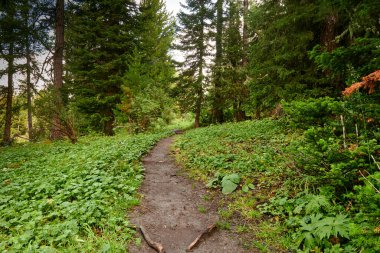 Sedir ve köknar arasındaki dağ yolu. Dağ turizmi. Dağlardaki ormanda yürüyen İskandinav. kamp
