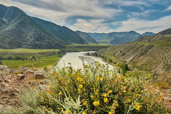 Żółte Kwiaty Rosnące Wzgórzach Dolinie Rzeki Ałtaj — Zdjęcie stockowe