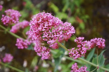 kırmızı kediotu (santranthus ruber)