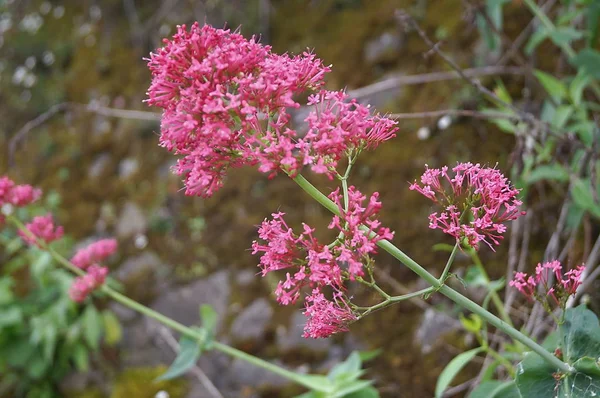 Ερυθρά Βαλεριάνα Centranthus Ruber — Φωτογραφία Αρχείου