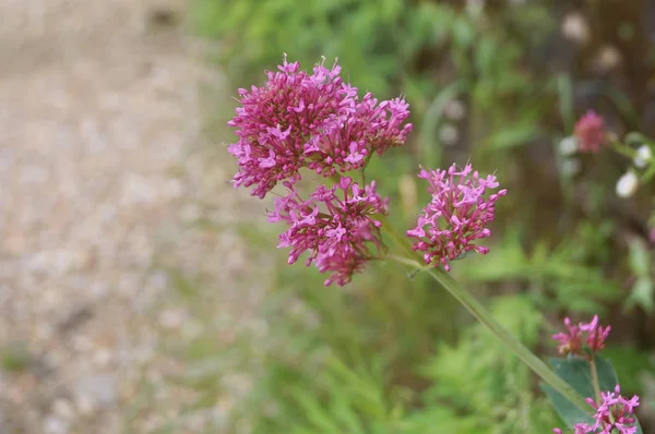 Rode Valeriaan Centranthus Ruber — Stockfoto