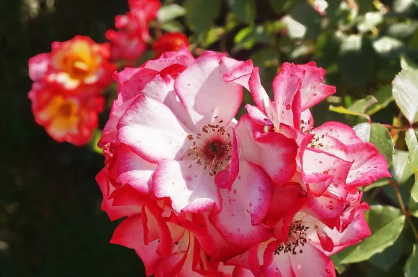 Roses Blanches Rouges — Photo