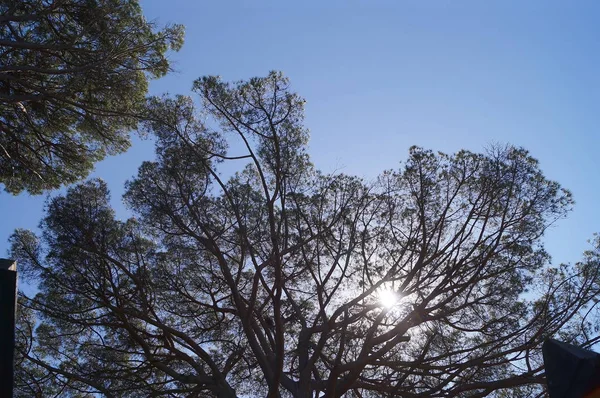 Çam Ağacı Ile Güneş — Stok fotoğraf