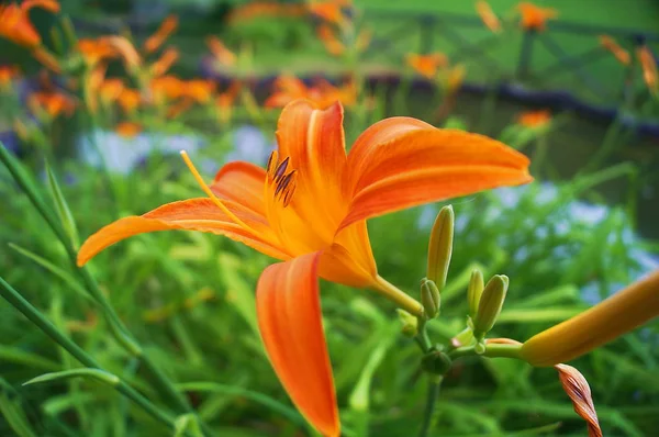 Blumen Der Türkischen Lilie — Stockfoto