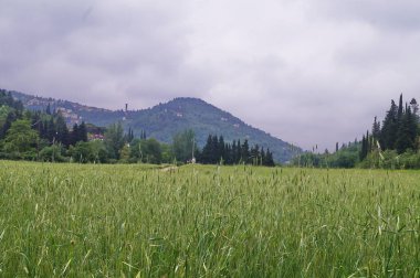 Ponte Mensola, Floransa, Toskana, İtalya ortamda Meadows