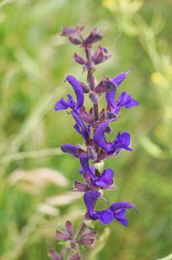 Çayır adaçayı (Salvia pratensis)