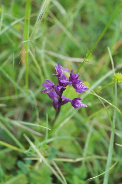 Orkide (Anacamptis morio yeşil kanatlı)