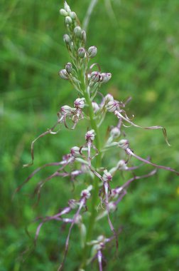 Adriyatik kertenkele orkide (Himantoglossum adriaticum)