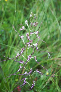 Adriyatik kertenkele orkide (Himantoglossum adriaticum)