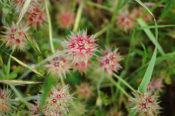 Ster Klaver Trifolium Stellatum — Stockfoto