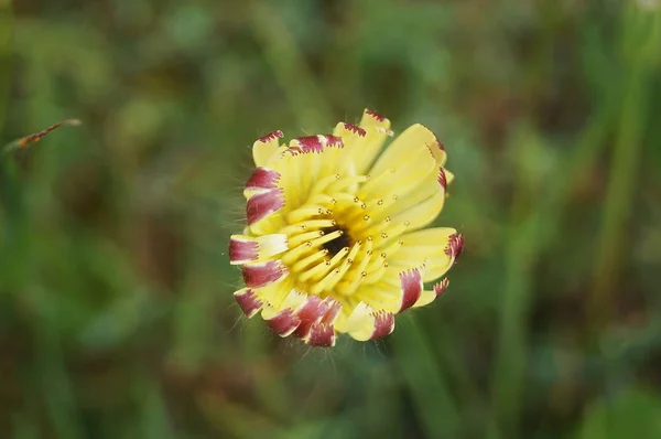 Vellón Dorado Espinoso Género Urospermum — Foto de Stock