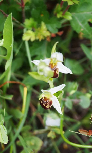 Ορχιδέα Μέλισσας Ophrys Apifera — Φωτογραφία Αρχείου