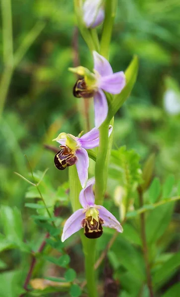 Arı Orkidesi Ophrys Apifera — Stok fotoğraf