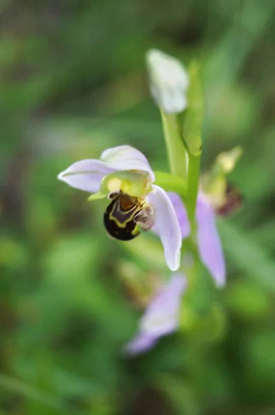 Orchidée Des Abeilles Ophrys Apifera — Photo