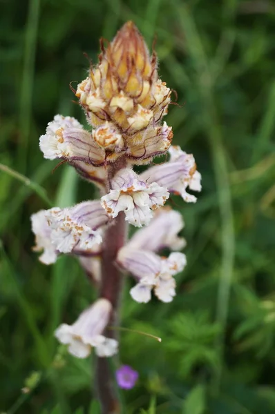 Fagiolo Broomrape Orobanche Crenata — Foto Stock