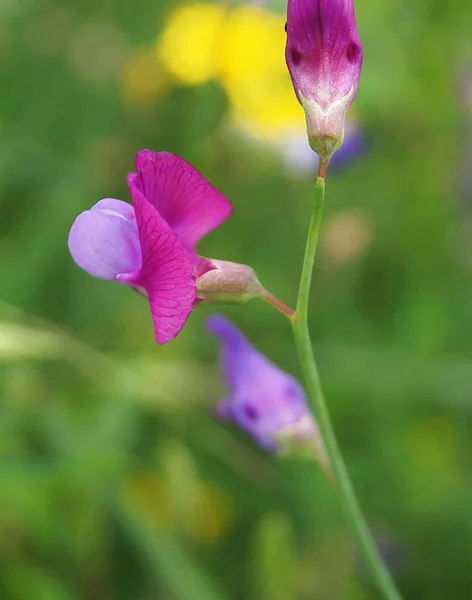 Orquídea Selvagem Subfilo Angiospermae — Fotografia de Stock