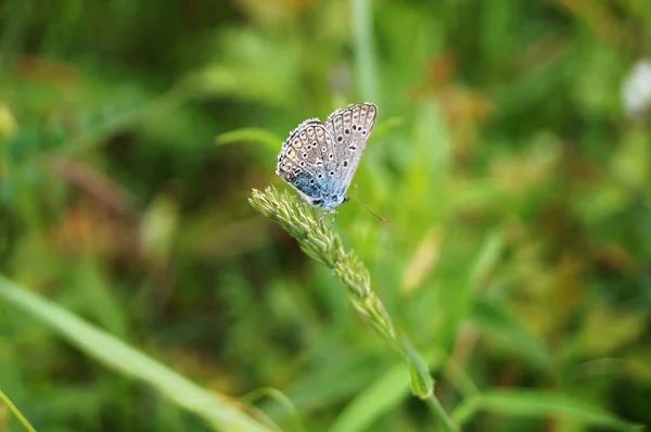 Голубая Бабочка Арго Polyommatus Icarus — стоковое фото