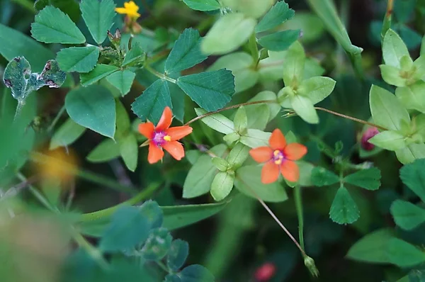 Pimpernel Scarlatto Lysimachia Arvensis — Foto Stock