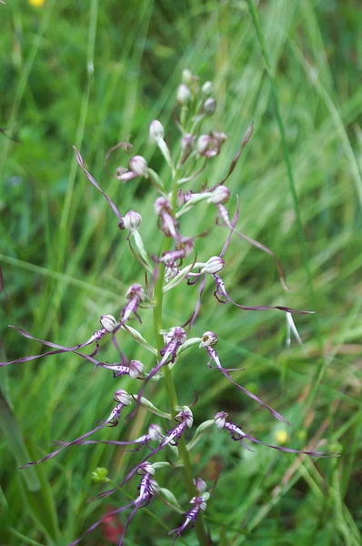 Adriatische Bokkenorchis Himantoglossum Adriaticum — Stockfoto