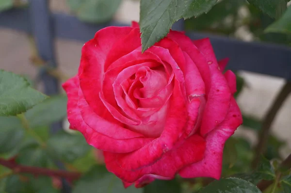 Rose Rouge Dans Jardin — Photo