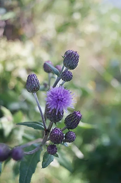 Violet Aster Buurt Van Montelleri Meer Toscane Italië — Stockfoto