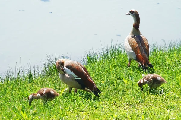 Gansos Egipcios Orilla Lago — Foto de Stock