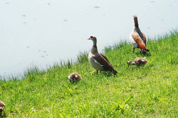 Gansos Egipcios Orilla Lago — Foto de Stock