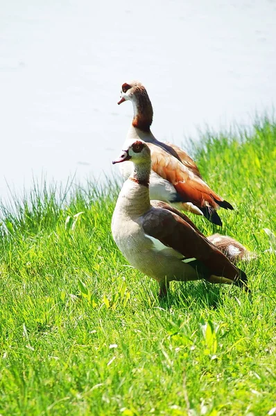 Gansos Egipcios Orilla Lago — Foto de Stock