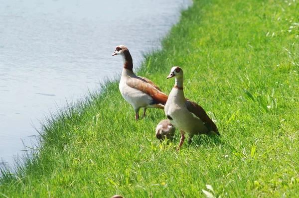 Gansos Egipcios Orilla Lago — Foto de Stock