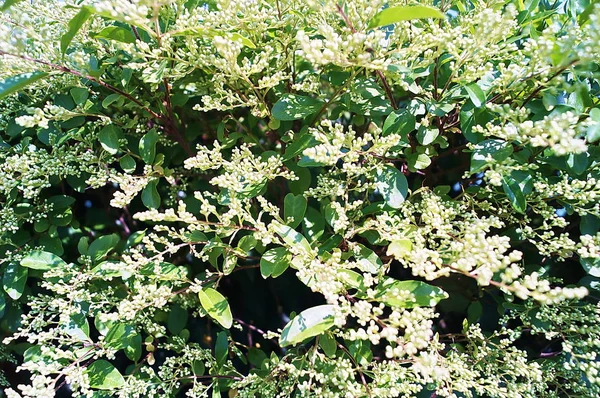 イボタノキ植物 属ネズミモチ — ストック写真