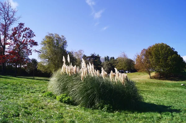 Nyilvános Park Volterra Toszkána Olaszország — Stock Fotó