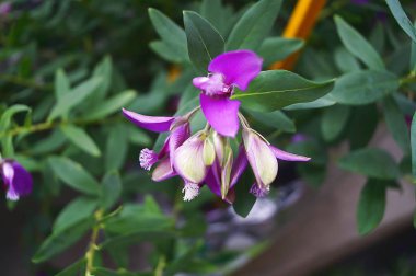 Bir bahçede mor polygala çiçekleri