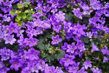Bir bahçede mor çan çiçeği çiçekleri