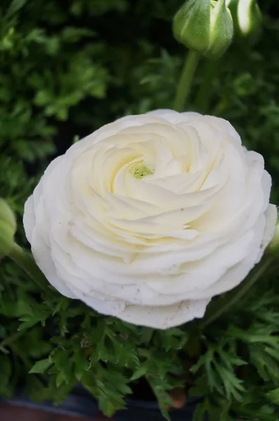 Fleur Blanche Ranunculus Dans Jardin — Photo