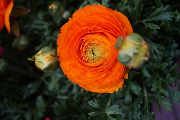 庭のオレンジ色のラヌキュラスの花 — ストック写真