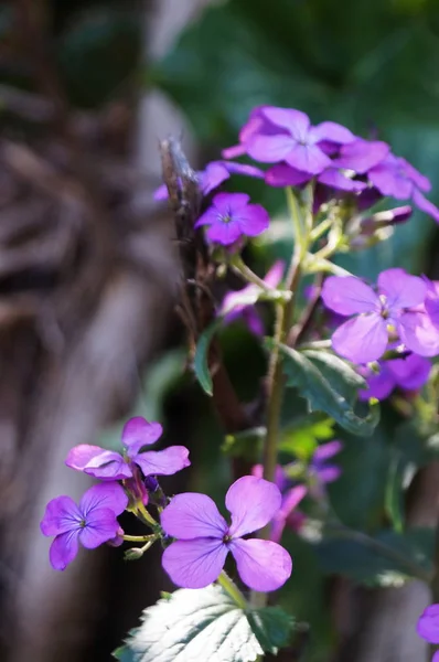 意大利托斯卡纳丘西的紫色野花 — 图库照片