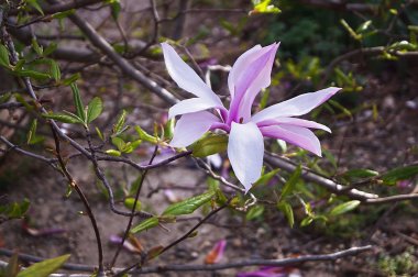 Umbria' da manolya çiçeği, İtalya