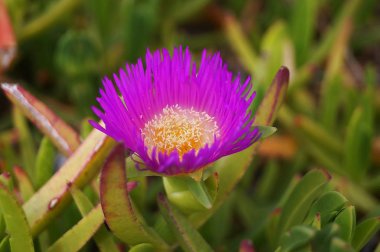 Deniz İncirliği (Carpobrotus Cinsi) Toskana kırsalında