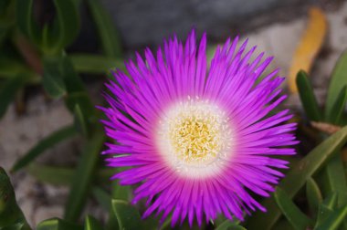 Deniz İncirliği (Carpobrotus Cinsi) Toskana kırsalında