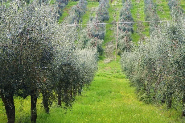 Olival Zona Rural Toscana — Fotografia de Stock