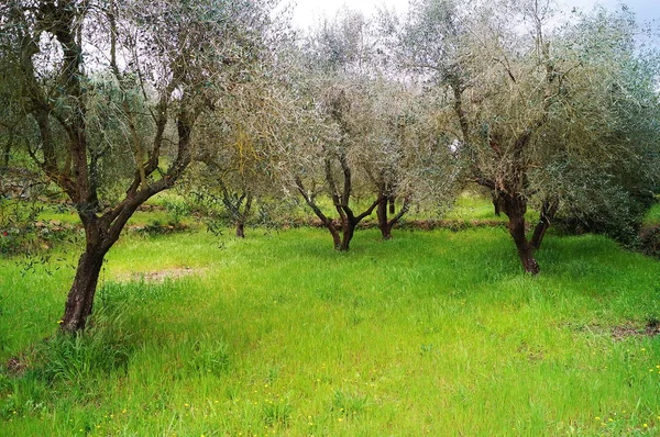 Olival Zona Rural Toscana — Fotografia de Stock